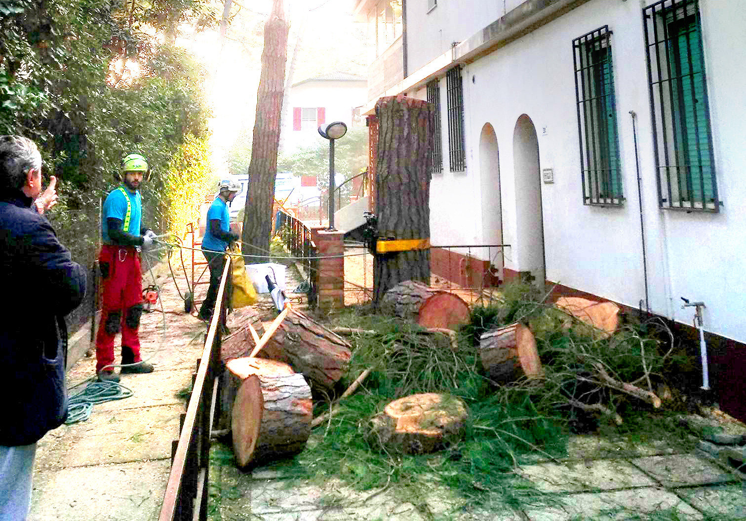 dottorgreen abbattimento albero in spazi ristretti a Forli