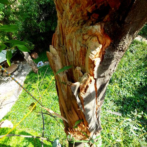 dottorgreen danni da vento a Ravenna